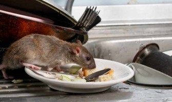 Dacă vedeți un soarece, asta înseamnă că există mai multi?