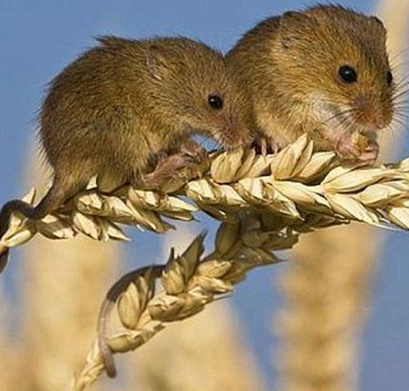 COMBATEREA ROZATOARELOR DIN FERME SI CULTURI AGRICOLE COMBATEREA ROZATOARELOR DIN FERME SI CULTURI AGRICOLE