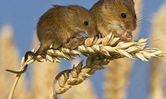 COMBATEREA ROZATOARELOR DIN FERME SI CULTURI AGRICOLE